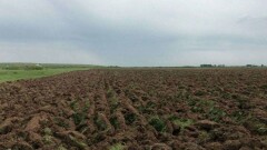 Предприятие в Косшы под Астаной оставило крестьян без пастбища, перепахав 15 га земли