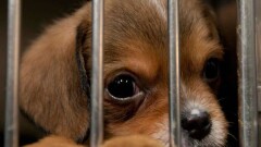 Данные отловленных собак и кошек будут публиковать в соцсетях в Алматинской области