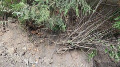 При реконструкции улицы Чайковского в Алматы подрядчик повредил зелёные насаждения