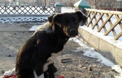 Павлодарский Хатико не принимает помощи и по-прежнему ждёт своего хозяина