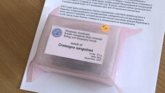 Боярышник из семян, побывавших в космосе, вырастят в Караганде