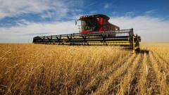 В ЗКО собрали рекордный урожай зерна