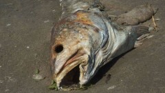 В Атырауской области ущерб от мора рыбы составил 5 млн тенге. Завели два уголовных дела