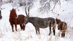 Прогноз погоды на 24 февраля: на севере – минус 17, на юге потеплеет до плюс 10 градусов
