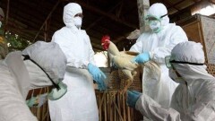 Вспышку птичьего гриппа зафиксировали в России