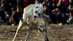 Организатора собачьих боёв в Мангистау оштрафовали, основная сумма – за нарушение карантина