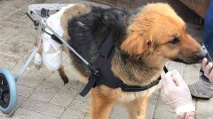 Бродячий пёс-инвалид получил возможность ходить при помощи колёс вместо задних ног 