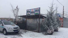 В Алматинской области конфискованные живые ёлки отдают в детские учреждения