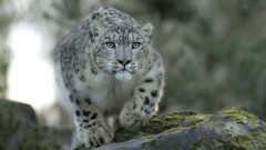 В ЮКО спустя 50 лет вернулся снежный барс