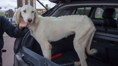 Истощённую собаку породы тазы из этноаула в Астане забрали в ветклинику