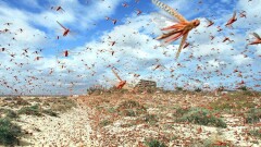 В России боятся, что перед ЧМ саранча поест футбольные поля