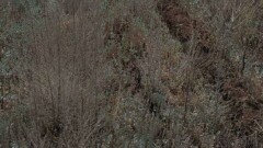 В Актобе засохли 1,2 млн саженцев. На них потратили 71 млн тенге, но не поливали