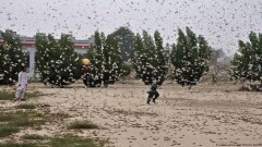 В Пакистане объявили чрезвычайное положение из-за нашествия саранчи