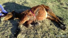 В Атырауской области зафиксировали падёж лошадей