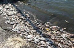 В реке Урал обнаружены тонны мёртвой рыбы