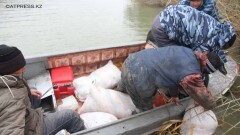 Спецназ на вертолёте устроил погоню за браконьерами в Атырау