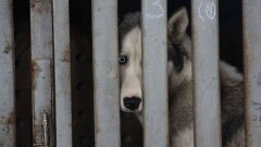 Белое пятно на карте мира. Почему в Казахстане высокий уровень жестокости к животным?