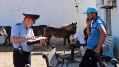 Табун лошадей задержали и отправили на штрафстоянку в Атырауской области