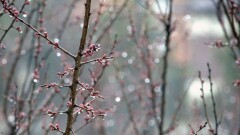 Дожди сохраняются на большей части Казахстана 18 апреля 