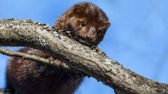 В Нидерландах коронавирус обнаружили у животных на двух фермах