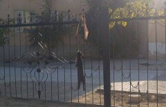В Актау подростки замучили кролика и повесили его на заборе