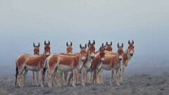 Коридор для диких животных создали в Алматинской области ради сохранения популяций 