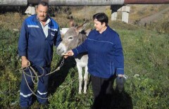 Жители Петропавловска бросились защищать ослицу, привязанную к трубе теплотрассы