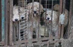 Байбек отказался посещать "концлагерь" для бездомных животных