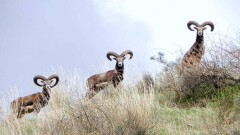 В ВКО предложили разводить краснокнижных архаров для охоты 