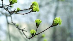 О погоде на 5 апреля рассказали синоптики