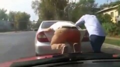 Опасные трюки на авто показали каскадёры-самоучки из Казахстана