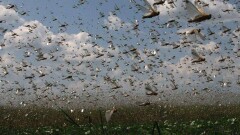 В Минсельхозе дали прогноз по миграции полчищ саранчи из России в Казахстан