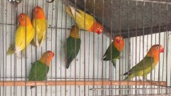 Свыше 1000 попугаев-неразлучников погибли в аэропорту Тайваня
