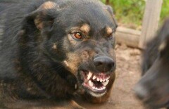 В пригороде Костаная собаки насмерть загрызли ребёнка
