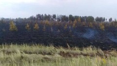 В Павлодарской области ликвидировали лесной пожар, который произошёл из-за грозового разряда