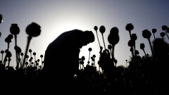 Спецподразделение создано в Кызылорде в целях выявления наркопреступлений