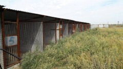 В Уральске неизвестные выпустили собак из питомника для бродячих животных