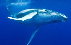 Норвежский фотограф заснял на видео ночную охоту китов