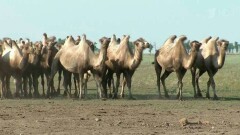 Карантин по бешенству объявили в селе Жармыш Мангистауской области 
