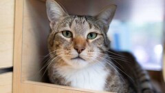 В приюте США кот выпускал других животных на волю. Его посадили в отдельную камеру