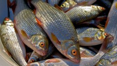 Рыбаки Атырау раздали улов за день одиноким пенсионерам
