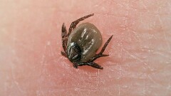 В Жамбылской области от укуса клеща скончалась женщина, которую лечили от язвы желудка