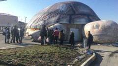 Российский передвижной зоопарк досрочно прекратил работу в Шымкенте после жалоб защитников животных