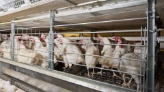 В северных регионах по маршруту перелётных птиц проведут вакцинацию против птичьего гриппа