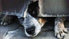 В селе близ Нур-Султана обнаружили около 70 трупов собак
