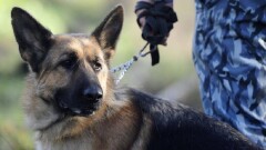 Собака нашла марихуану в трусах у костанайца