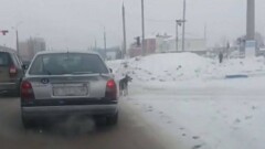 Пёс-бегун из Актобе удивил пользователей сети