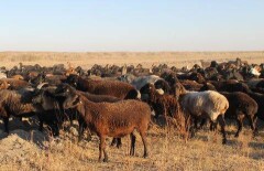 В одном из районов Кызылординской области объявили ЧС из-за гибели овец