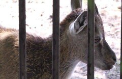 Настоящий "бэби-бум" произошёл в карагандинском зоопарке
