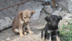 Издевающиеся над беззащитным щенком девушки возмутили пользователей интернета